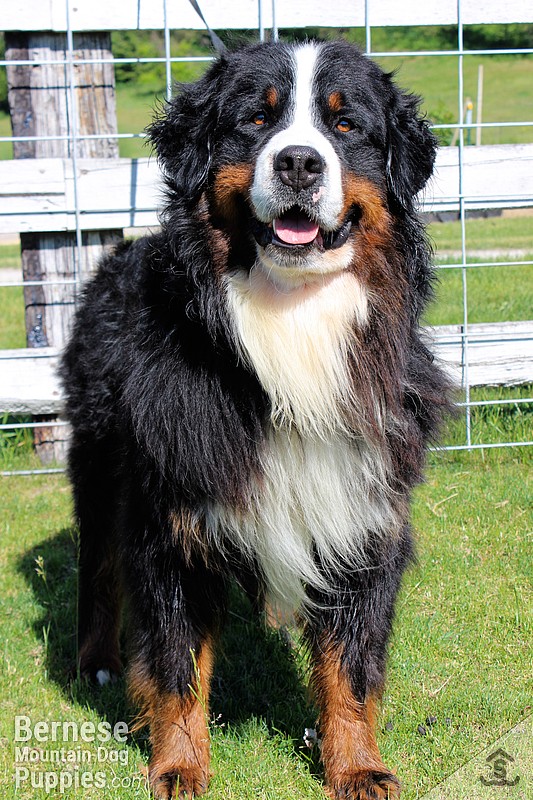 Fjord: Adult male Bernese Mountain Dog