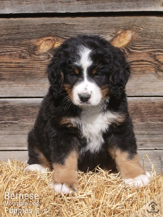 One of our previous Bernese Mountain Dog puppies.