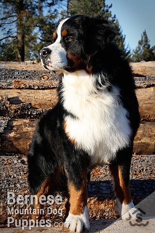 Ckc bernese best sale mountain dog breeders