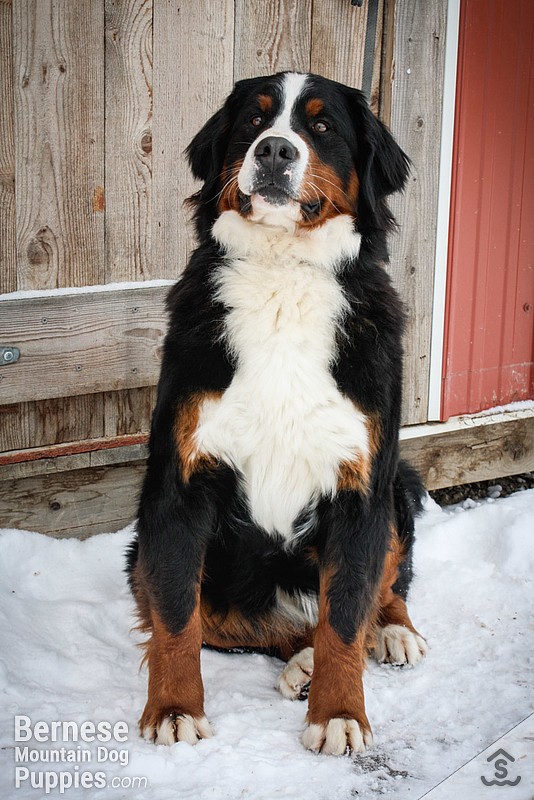 Jessie in the snow, adult female bernese mountain dog