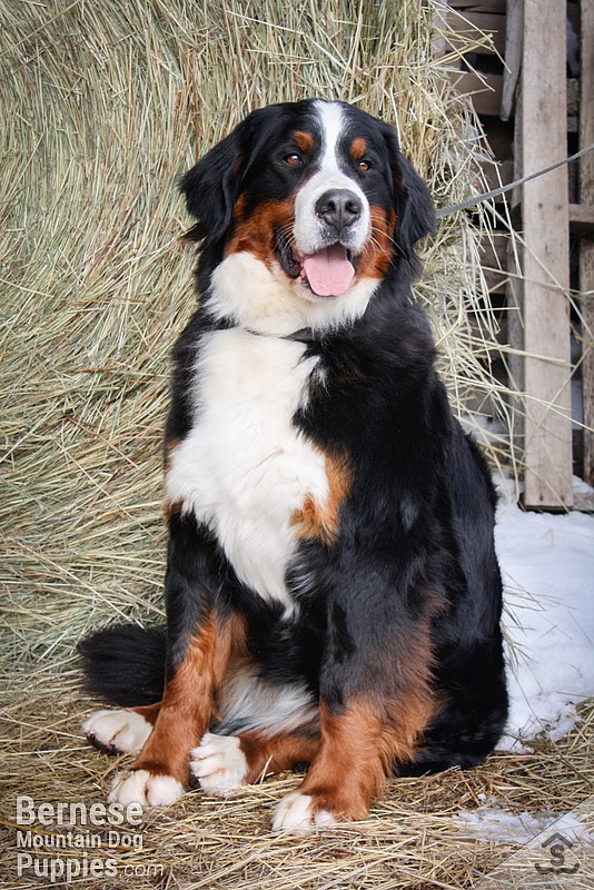 Jessie, adult female bernese mountain dog