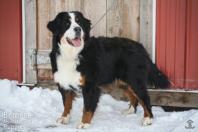 Aspen, adult female bernese mountain dog