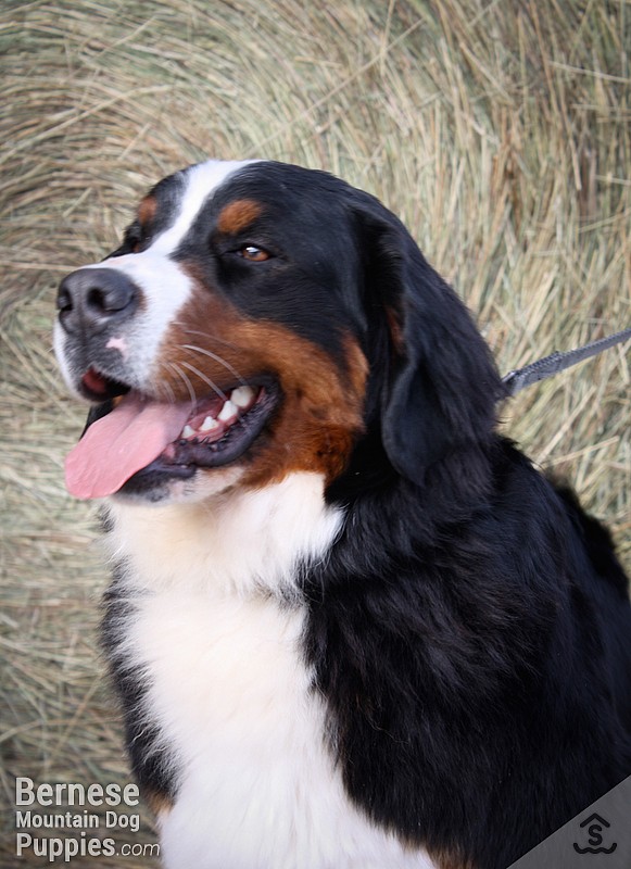 Jessie in the barn, adult female bernese mountain dog