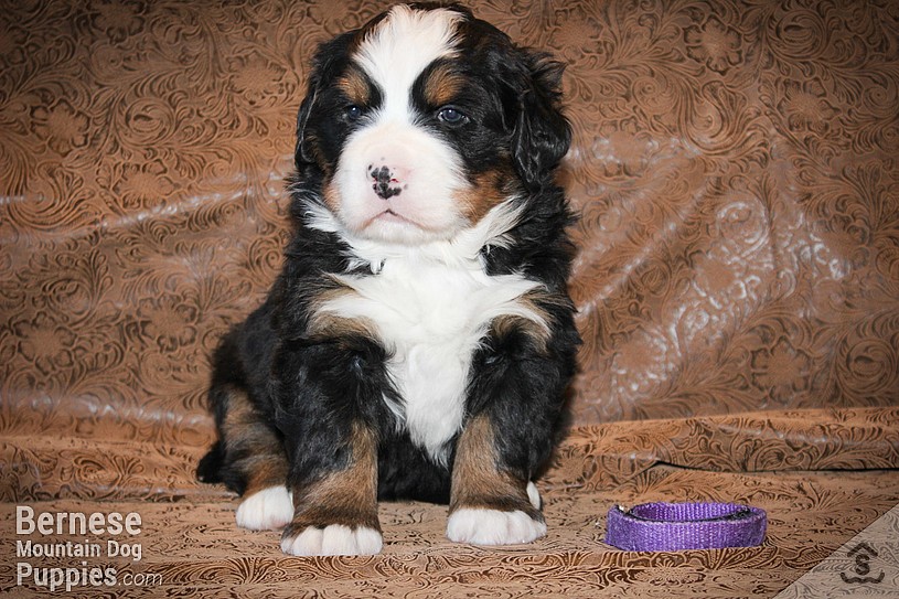 Pink store nose puppy