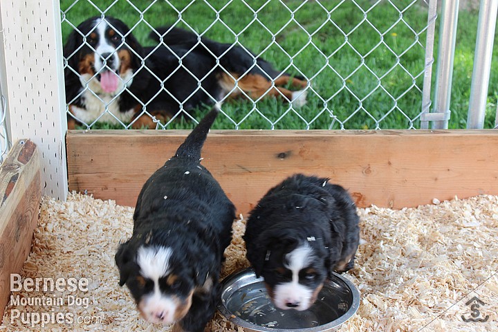 Mother Jessie, smiles while her pups take their first sips of cool, clear, water.