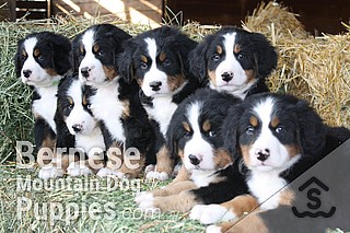 Bernese cross store puppies for sale